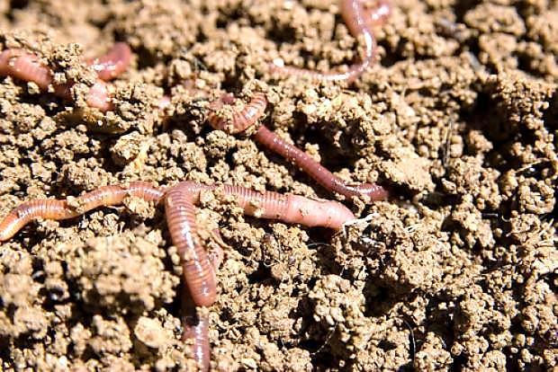 12- Leia o texto abaixo: VIDA NO SOLO Não existe vida apenas na superfície do solo, mas também em seu interior. Os habitantes mais conhecidos são as minhocas e formigas.