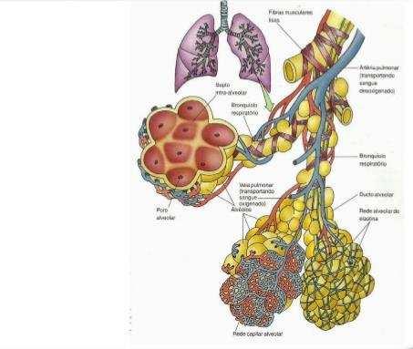 Os vasos sangüíneos pulmonares também formam uma série de tubos ramificados, da artéria pulmonar aos capilares e de volta às veias pulmonares.