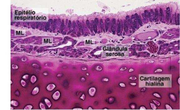 Brônquios Camada Mucosa: Epitélio idêntico ao da traqueia, Epitélio-pseudoestratificado cilíndrico ciliado com células caliciformes.