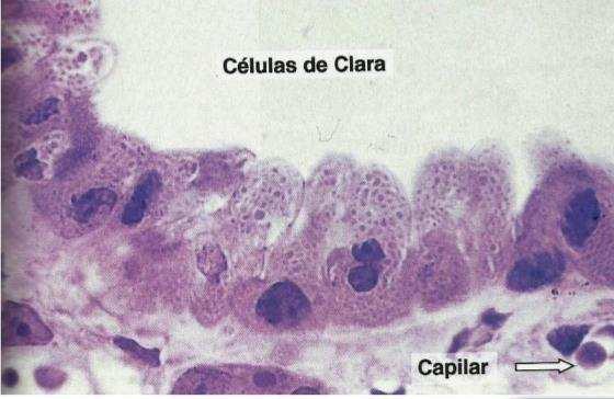 Células de clara: estas não possuen cílios. Grânulos secretores na porção apical. Protegem o sistema bronquiolar contra poluentes e inflamação.