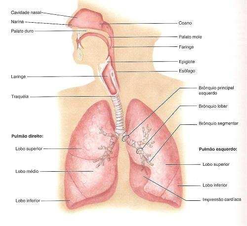 4. ANATOMIA DO APARELHO RESPIRATÓRIO AULA 00 4.