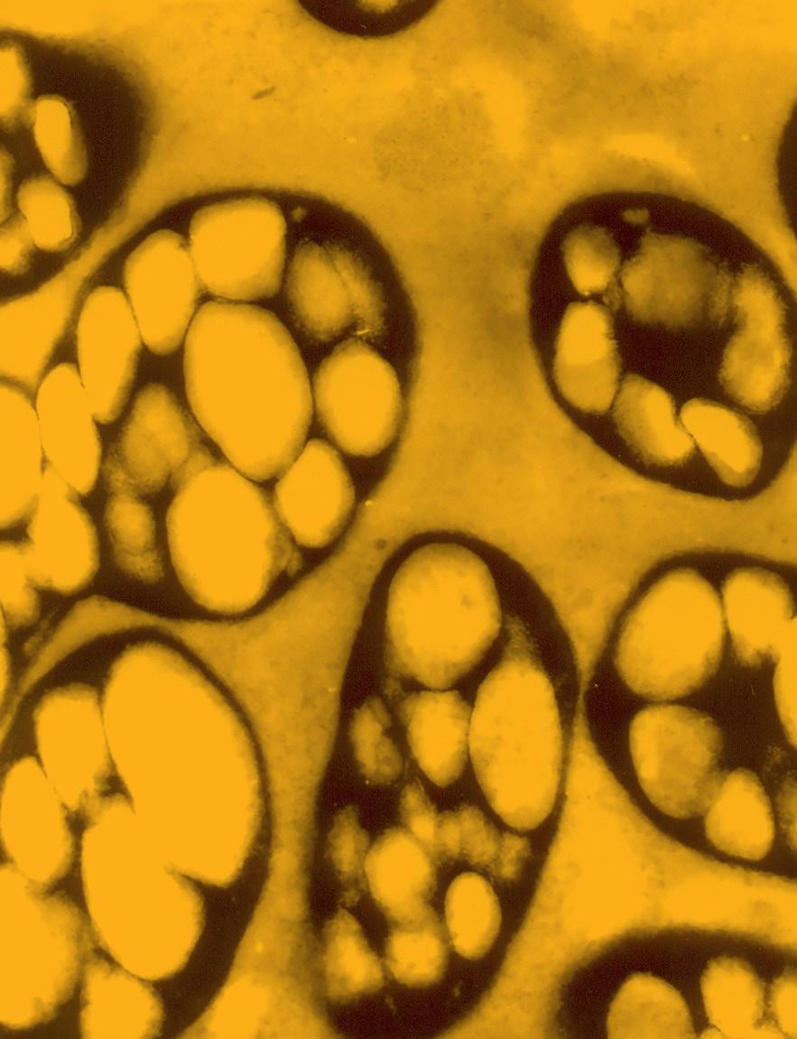 ] Bactérias produtoras de biopolímeros O desenvolvimento de processos de produção de moléculas bioativas e a substituição de rotas químicas por rotas biotecnológicas são tendências mundiais.