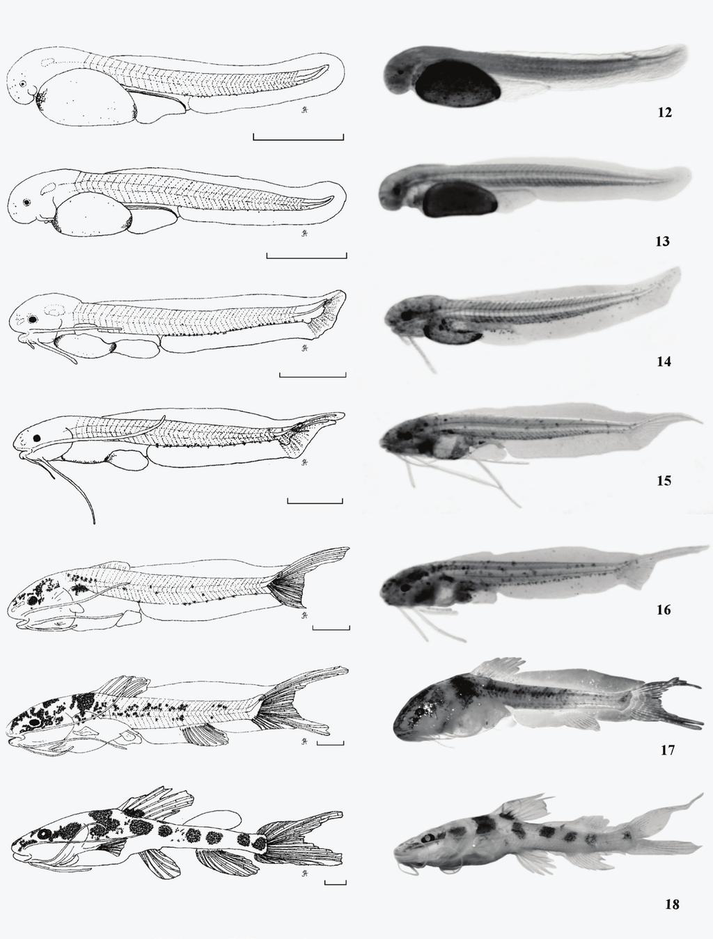 Desenvolvimento embrionário, larval e juvenil de Hemisorubim platyrhynchos... 75 4 5 6 7 8 Figs 8.