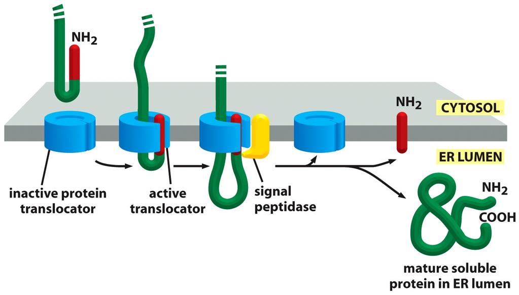 Translocação de uma proteína Ribossomo omitido na figura!
