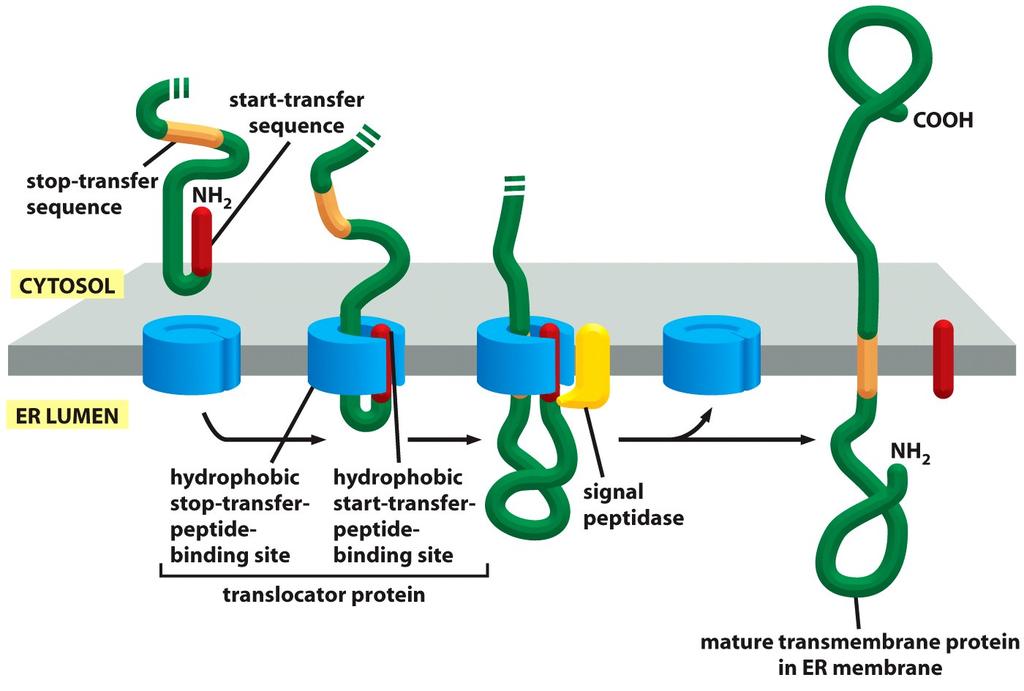 Translocação de uma proteína trasmembrana (com uma passagem) A sequência determina