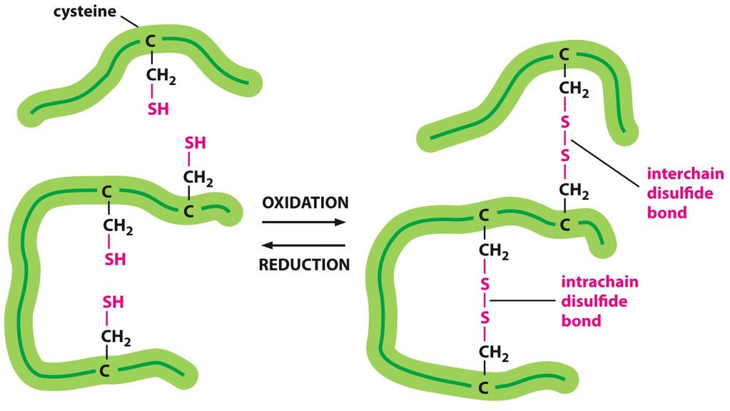 (dissulfeto isomerase) Cadeia lateral