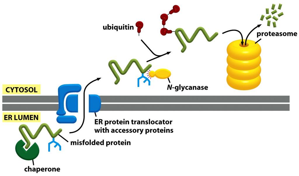 Proteínas enoveladas incorretamente, ou subunidades de proteínas multiméricas não montadas, são transportadas para o citosol para degradação Deslocação ou retrotranslocação deglicosilação e