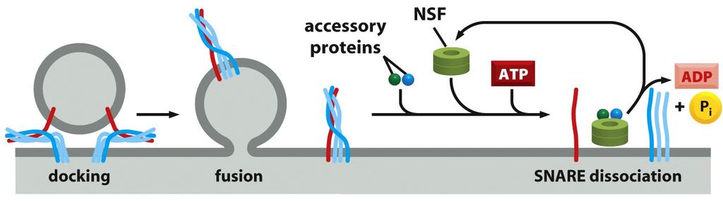 A dissociação de pares de SNAREs pela ATPase NSF