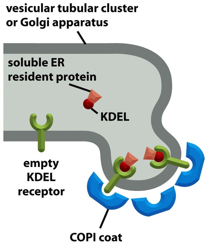 Proteínas residentes no RE possuem sinais para retorno ao RE - Proteínas transmembrana possuem sinais na sua cauda citosólica que