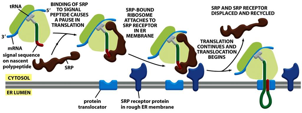 A seqüência sinal e a PRS direcionam ribossomos e o polipeptídeo nascente à superfície do ER Figure 12-40