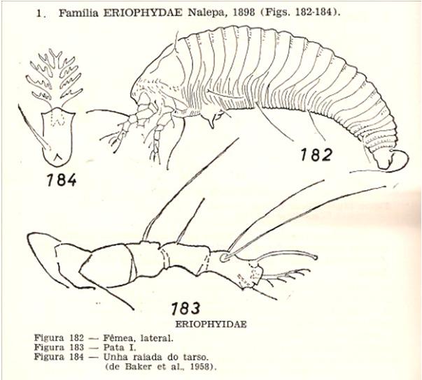 Família Eriophyidae Aceria sheldoni, Aculopis pelekassi, Calacarus citrifolii,