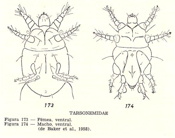 Família Tarsonemidae