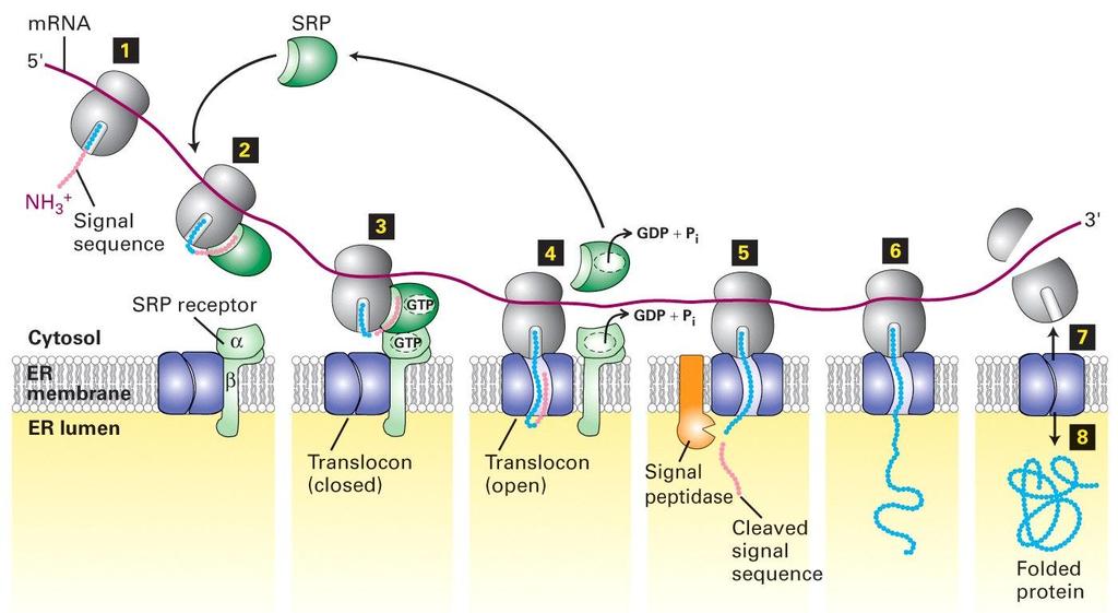 Síntese de proteínas solúveis e seu transporte co-traducional através da