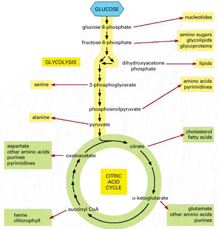 Glicolise e ciclo do acido cítrico como rotas biossinteticas Glicolise e ciclo do