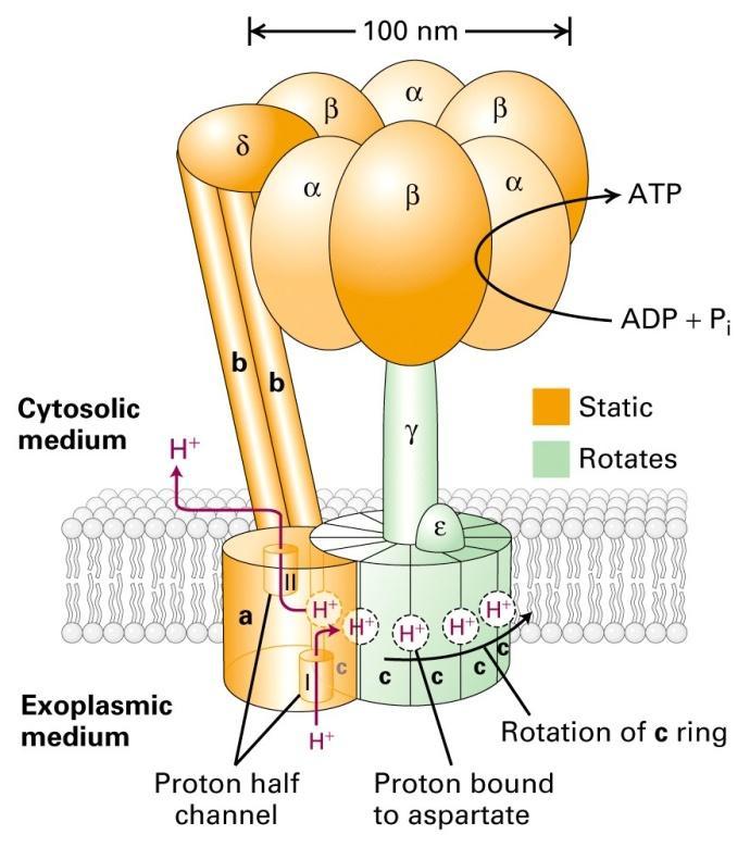 ATP sintase (F 0 F 1 ) F o F 1 ATP sintase é um complexo