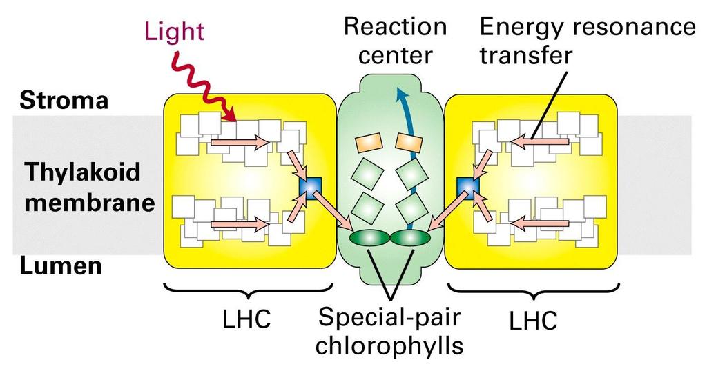 Luz Centro de reação Transferência de ressonância da energia Estroma Lúmen Par especial de clorofilas = Complexos coletores de