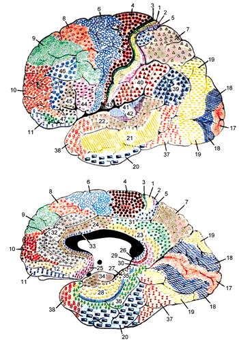 V. Organização funcional do córtex visual Os recentes melhoramentos na resolução temporal do sinal de fmri tornaram possível o conhecimento aprofundado e detalhado da organização funcional do córtex