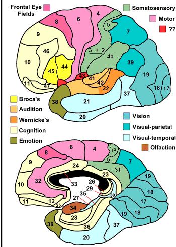 As áreas visuais corticais são regiões do córtex cerebral com uma topografia consistente entre indivíduos e que diferem umas das outras ao longo de fronteiras reais bem definidas, segundo as suas