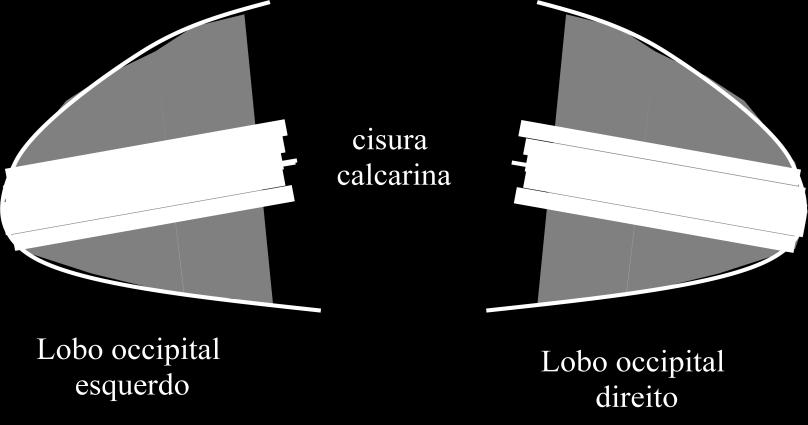 córtex anterior. Esta dimensão retinotópica tem o nome de excentricidade.