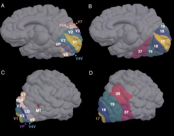 Figura 35: Localização das áreas corticais visuais humanas [38]. Figura 36: Mapas 2D das áreas corticais visuais de dois indivíduos distintos.