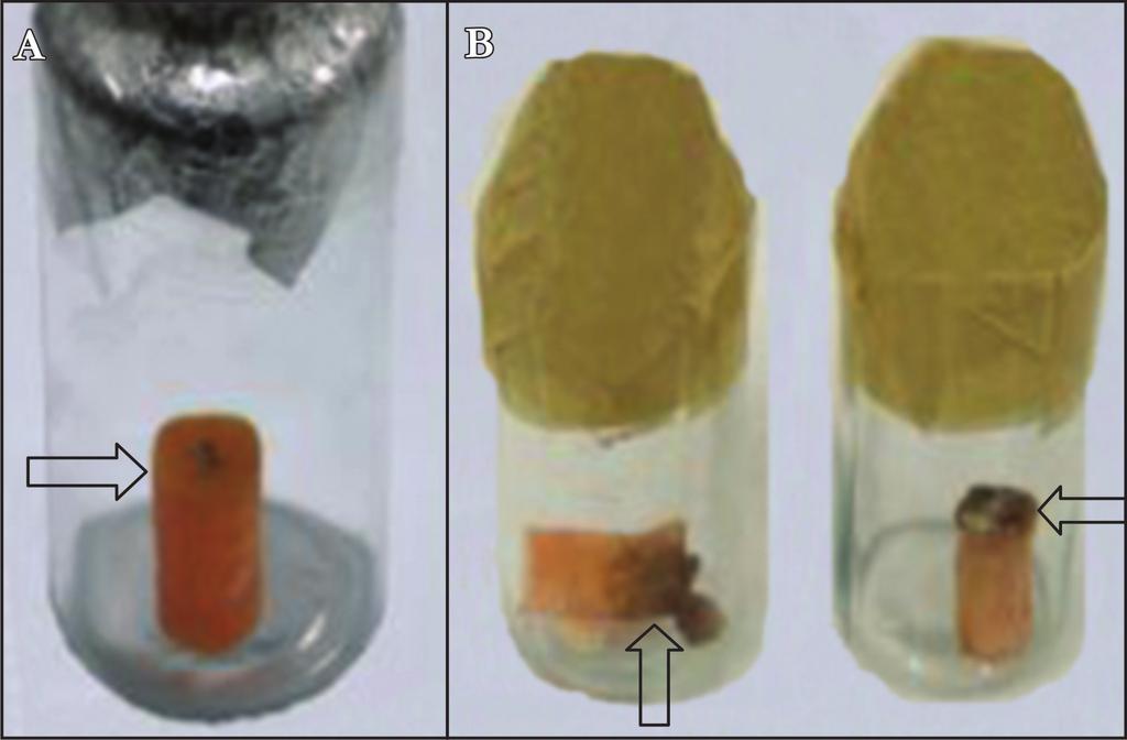 Estudo Comparativo de Multiplicação In Vitro de Seis Espécies de Pratylenchus em Cilindros de Cenoura a suspensão de nematoides axenizados como anteriormente descrito.