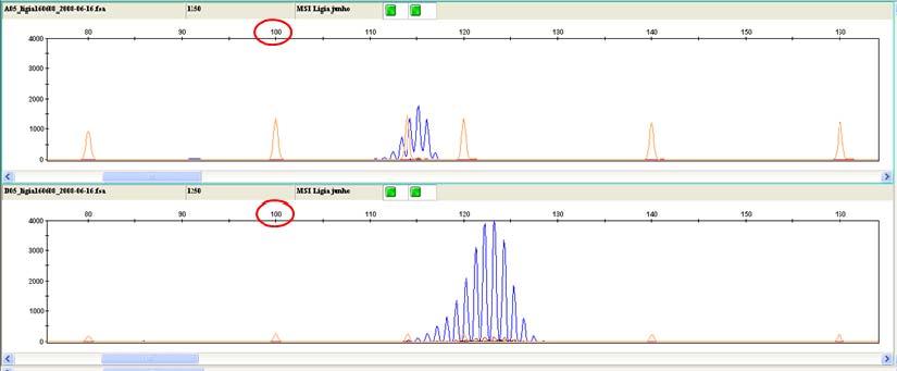 Resultados e Discussão 102 conforme é possível verificar na figura correspondente ao controle normal de cólon de tecido fresco submetidos novamente a outra PCR utilizando-se os mesmos primers (Figura