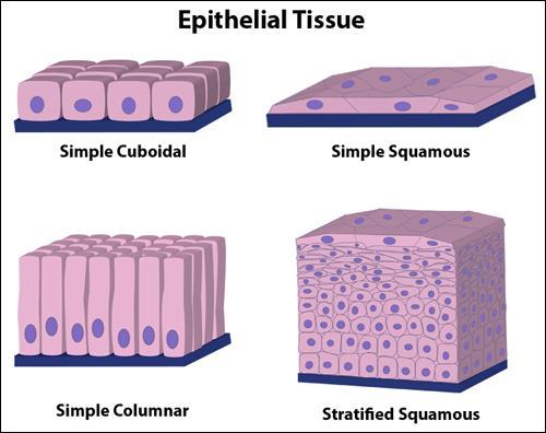 células polarizadas (membrana apical e membrana basolateral estrutura epitelial