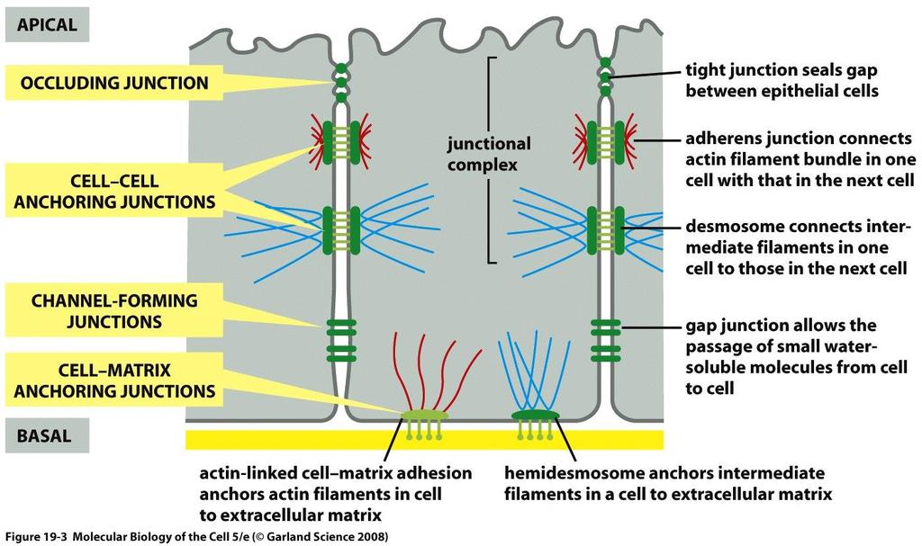 Junções celulares Junções oclusivas claudina ocludina Junções aderentes caderina Desmossomos caderina Junções