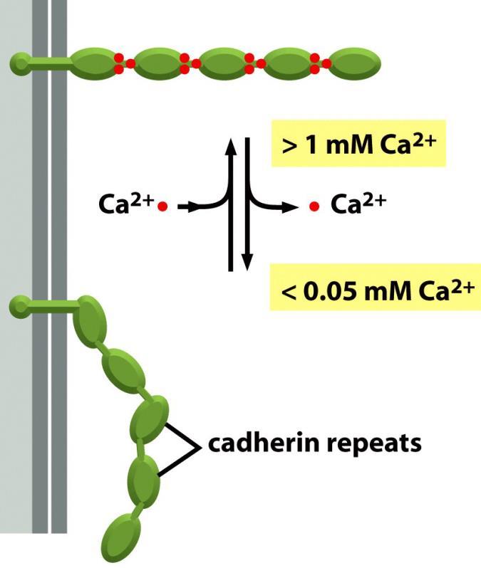 Caderinas (junções