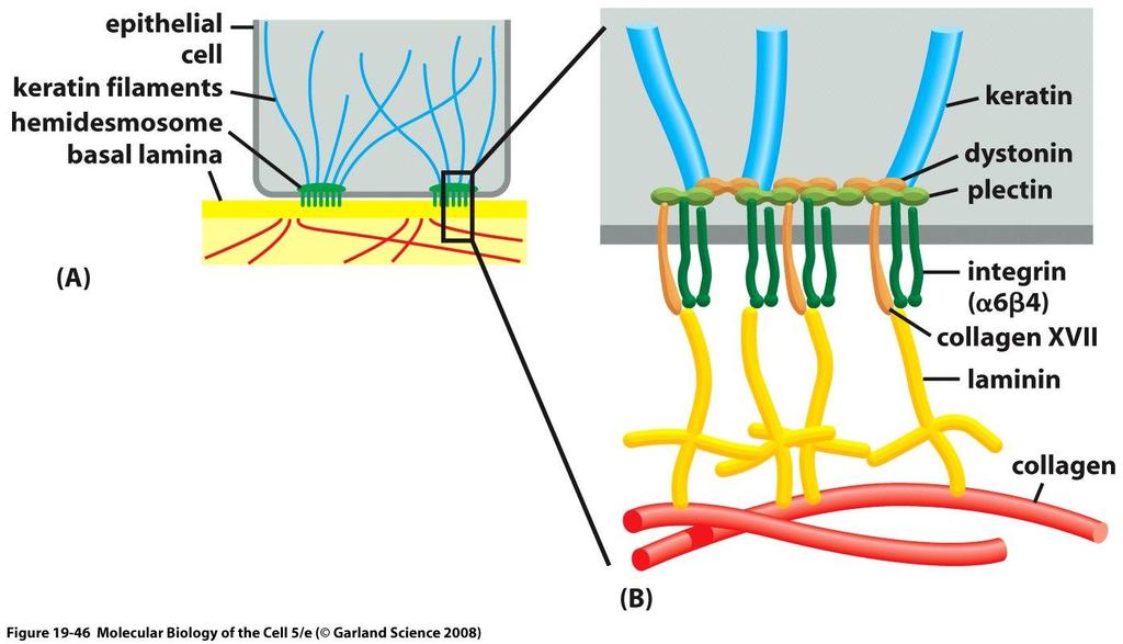 Integrinas (hemidesmossomos)