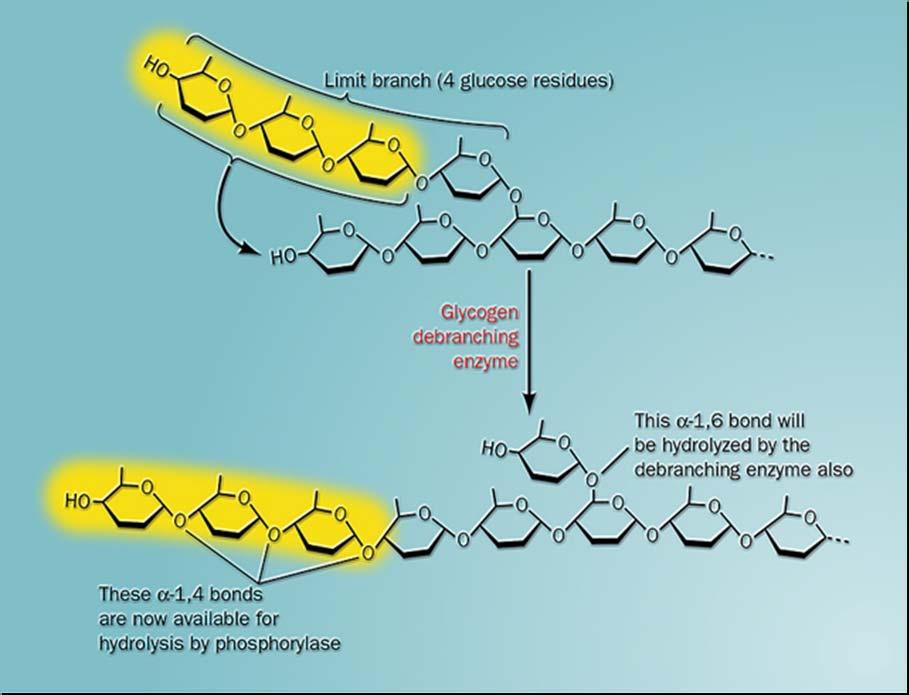 Transferase remove 3 resísuos Ramificação limite (4 glicoses) -1,6 glicosidase