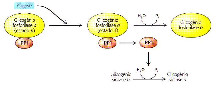 - Glicose alta transforma Fosforilase a R no estado T. Com a ativação da PP1 (insulina) a fosforilase a é desfosforilada e vira fosforilase b.