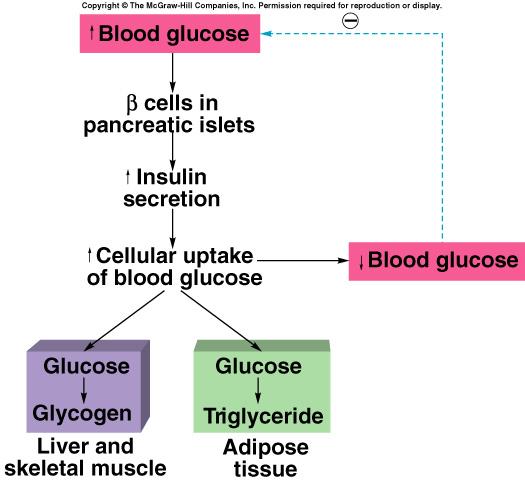 Células Alfa secreatm glucagon. O estímulo é reduzido no sangue [glicose]. Há estimulo de glicogenólise e lipólise. Etimula a conversão de ácidos graxos e corpos cetônicos.
