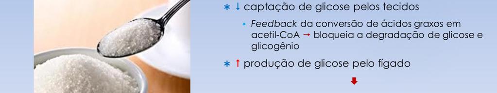 Quatro efeitos principais sobre o metabolismo celular da glicose redução da utilização da glicose para energia ácidos graxos acetil-coa bloqueio da degradação glicolítica da glicose e do glicogênio