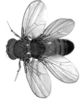 Baseado no desenho apresentado, podemos afirmar que o exemplar em questão a) é um inseto mutante. b) tem um ciclo biológico curto. c) possui os Balancins atrofiados.