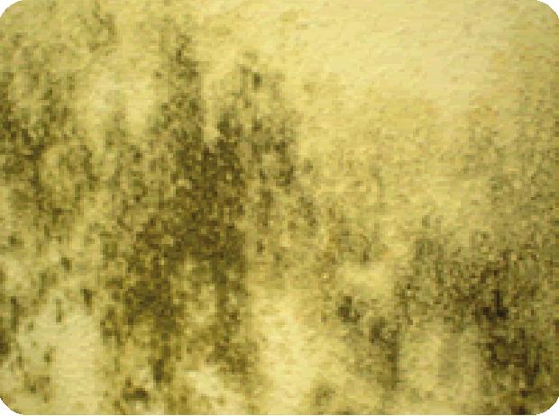 GUIA PRÁTICO SOLUCIONANDO PROBLEMAS 09 MOFO Sinais: Aparecimento de manchas nas superfícies de cor e odor característicos.