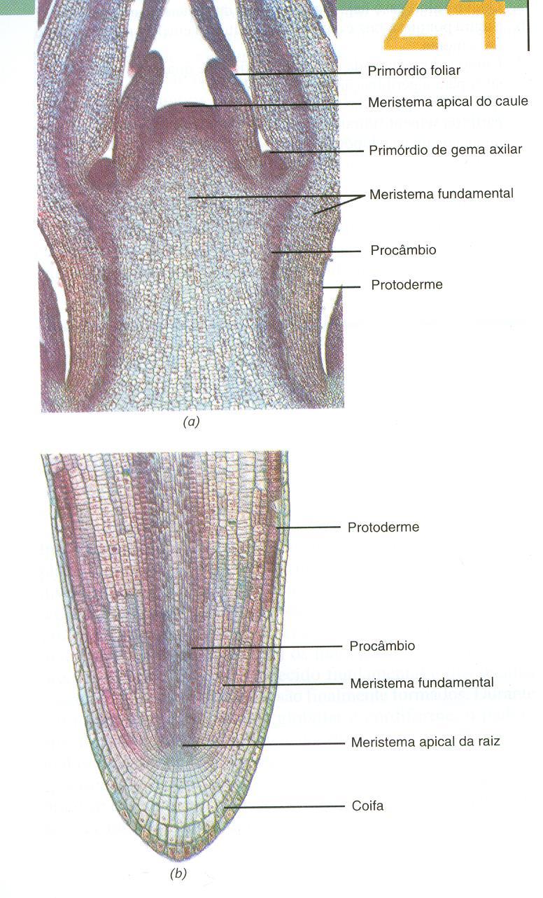 Ápice caulinar Os meristemas não apresentam continuidade topográfica, estão restritos aos ápices caulinar e radicular e gemas axilares As células dos meristemas (células derivadas) irão se