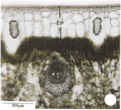 unisseriado Epiderme unisseriada (Ep) e outros tecidos da raiz de Mandevilla velutina.