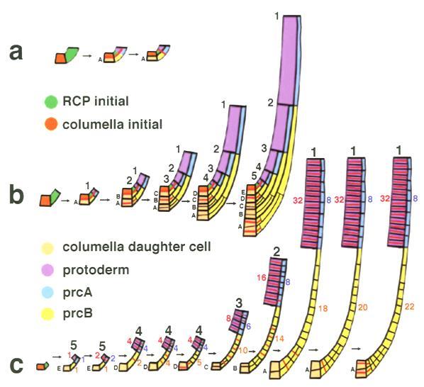 Protoderme Desenvolvimento histórico da protoderme e coifa. A- Diagrama representativo das divisões na columela e iniciais RCP adjacentes para produção de quatro quadrantes de células: i.
