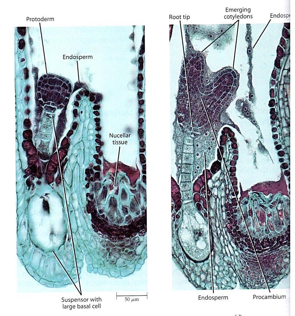 Biology of Plants, 1999