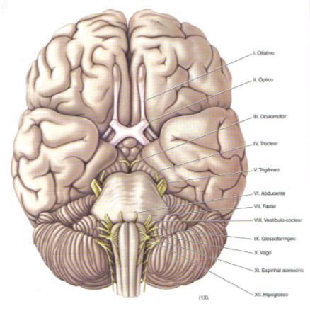 Nervos Cranianos M.Sc. Coordenadora da Pós-graduação em Fonoaudiologia Hospitalar UVA Os nervos cranianos são os nervos que são ligados ao encéfalo.