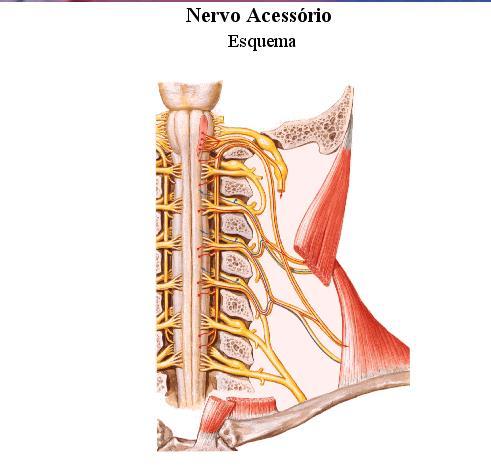 Nervo Acessório, XI Par. É um nervo motor. Formado por uma raiz craniana ou bulbar e por uma raiz espinhal. Inerva Os músculos trapézio e esternocleidomastóideo.