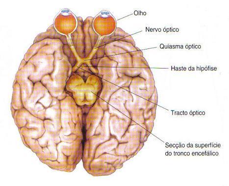 Nervo oculomotor, III Par; N. Troclear, IV Par; N.