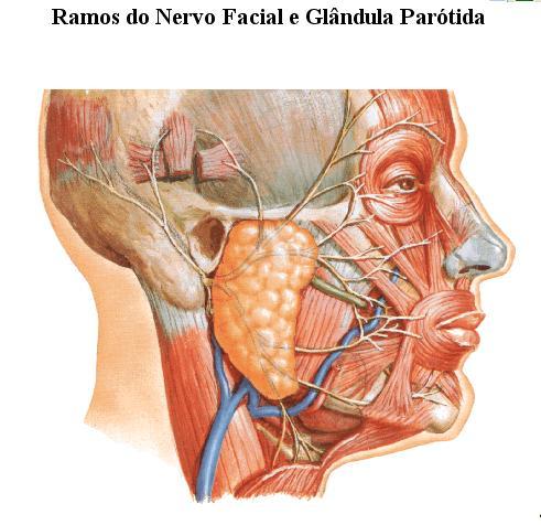 O Nervo facial origina-se no núcleo do facial na ponte,