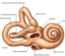 A parte coclear relacionase com a audição originados no órgão de corti na cóclea.