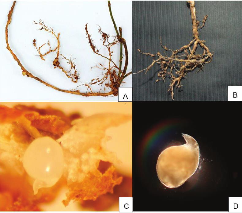6 Nematoides do Gênero Meloidogyne em Arachis spp. no Acre A seguir, são mostradas imagens de raízes de Arachis pintoi cv.
