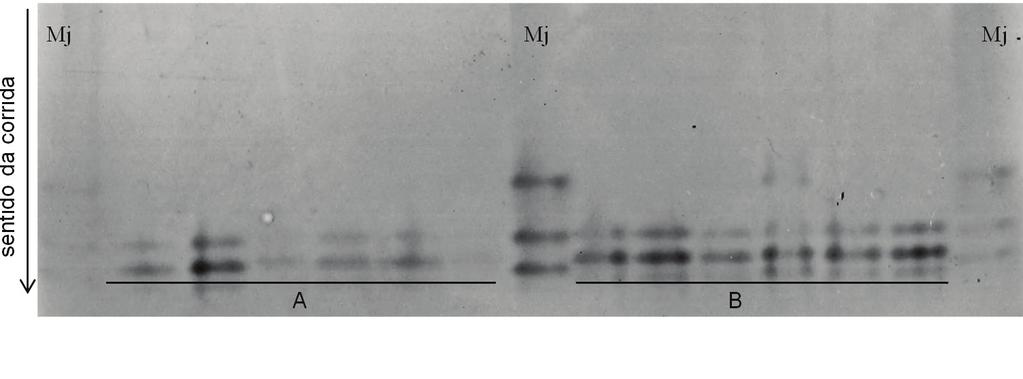 Nematoides do Gênero Meloidogyne em Arachis spp. no Acre 7 de bandas das fêmeas adultas isoladas de A. repens (acesso W1006, número BRA0333481), parcela 42, é de M.