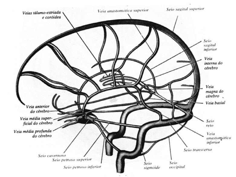 Estrutura