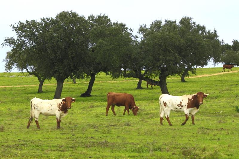 AGROPECUÁRIA EXTENSIVA Uso da enxada