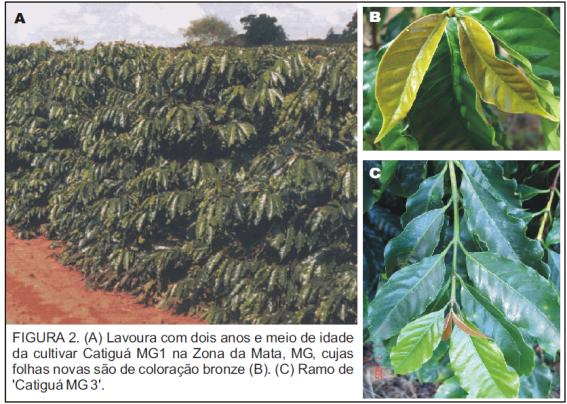 Essas cultivares são indicadas para as regiões cafeeiras do estado de Minas Gerais e de outros estados do Brasil, aptas para o cultivo da espécie Coffea arabica.